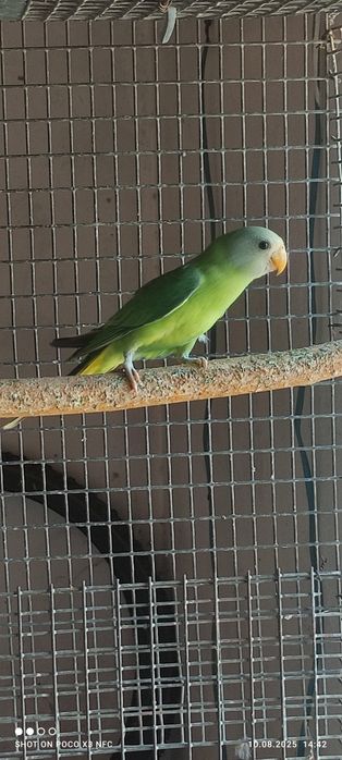Сливоголовый попугай 5 мес
