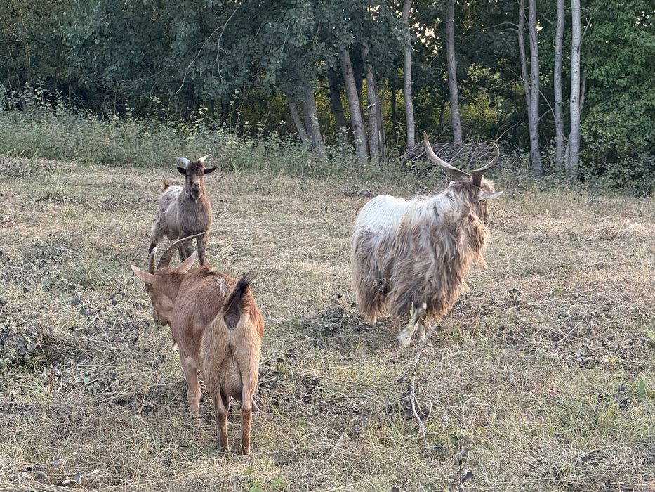 Vand capre/iedute bune de lapte/tapi de monta