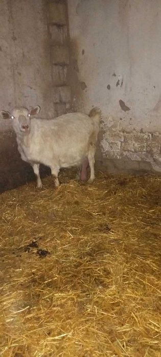 Чет элдан келтирилган ноёб эчкилар
