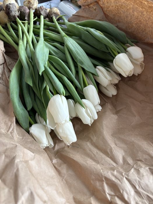 Цветы,тюльпаны свежый