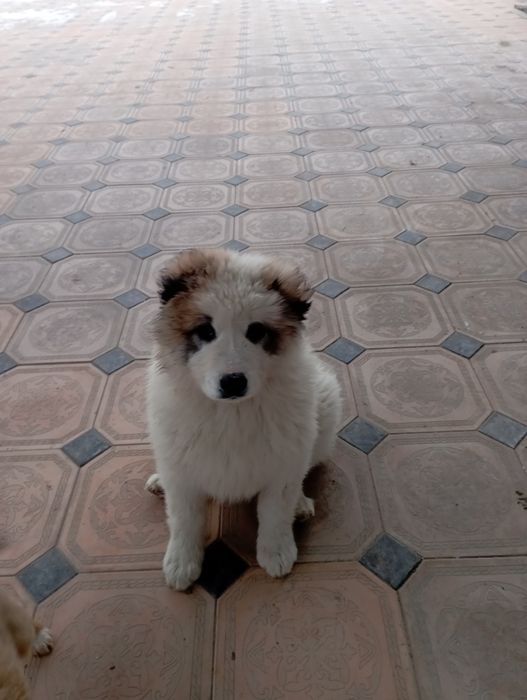 Тобет сатылады..