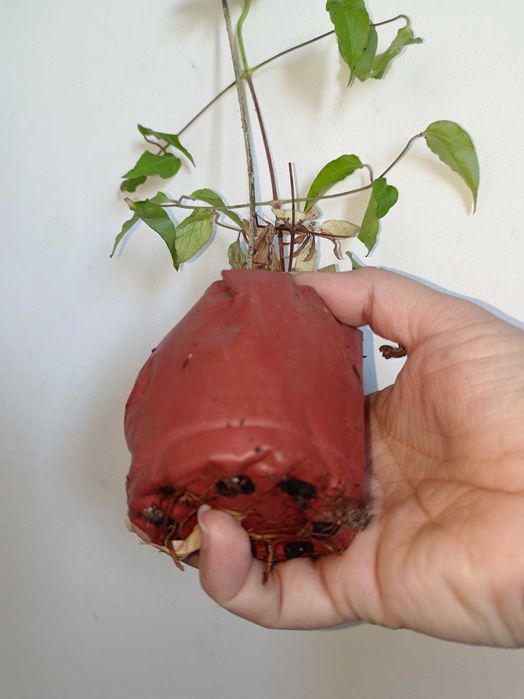 Клематис цветет сорт Crystal Fountain