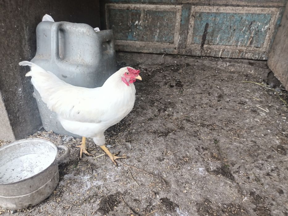 Продам петухов домашних.