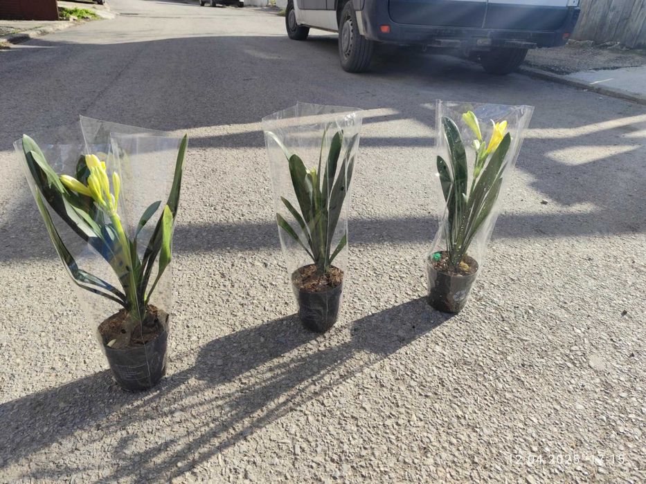 Киливия - Жълта ,,