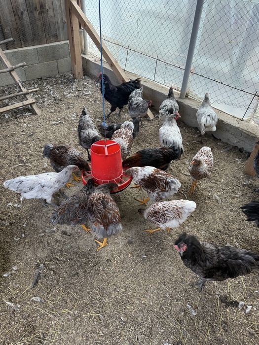 Cocosei wyandotte si australorp