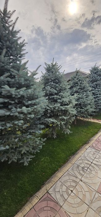 Голубые ели Кыргызстанские