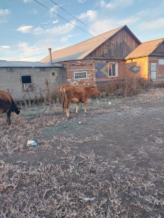 Продам второтелки