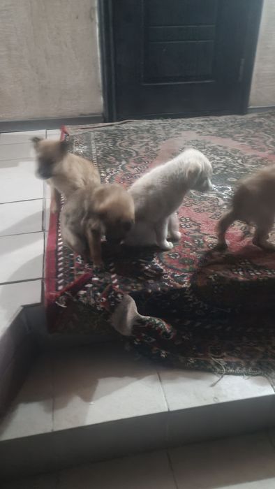 Щенки бельгийской овчарки