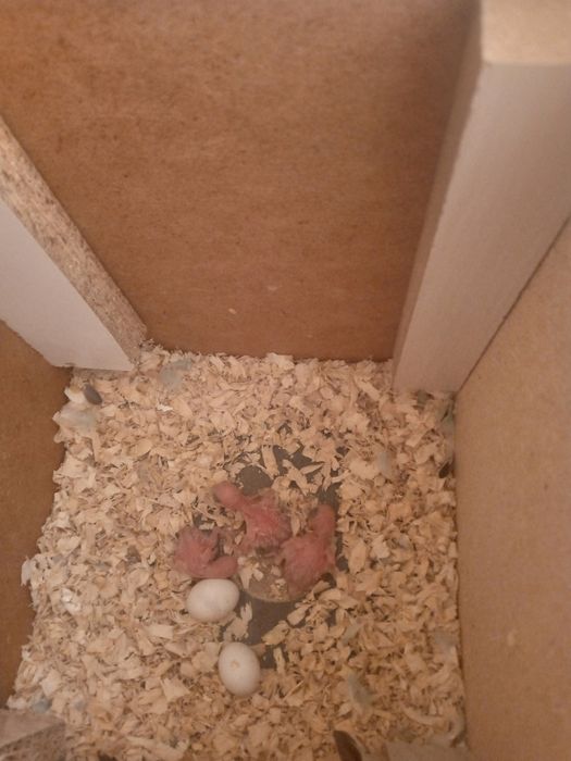 Папугайлар сотилади