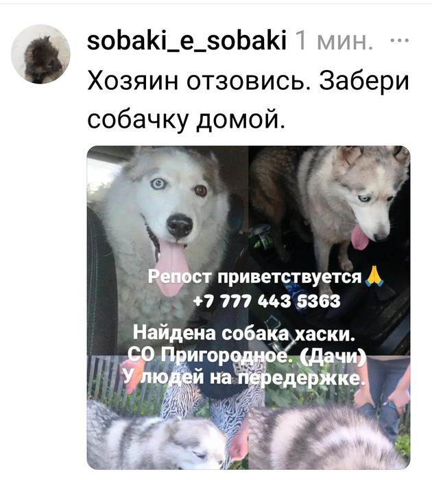 Найдена собака хаски