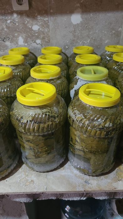 Frunza de vita la boorcane de anul acesta la sare