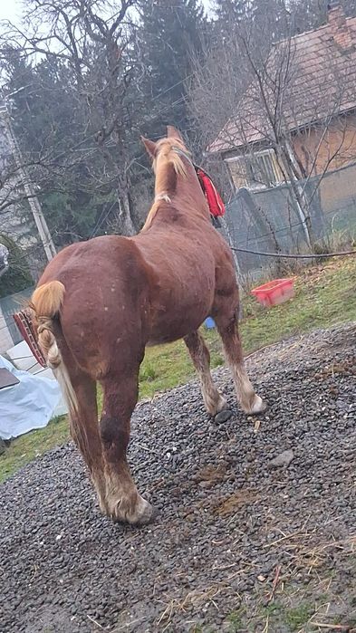 Vand sau schimb cal bun de ham fara defect