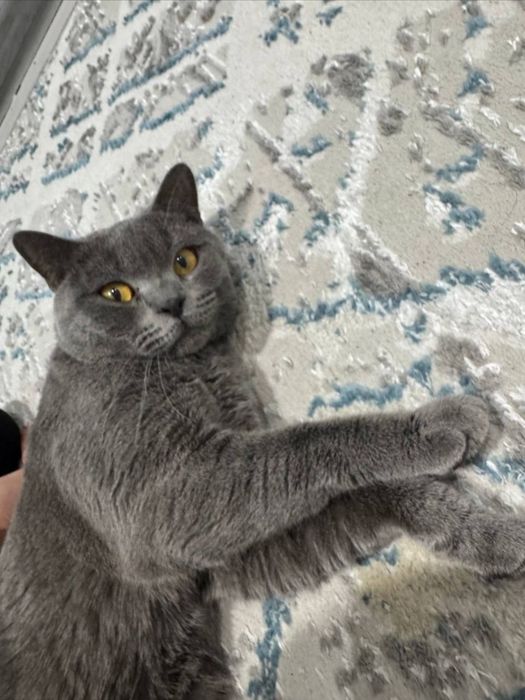 Скотиш страйт 8 ойлик йувош