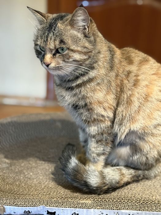 Кошечка в добрые руки