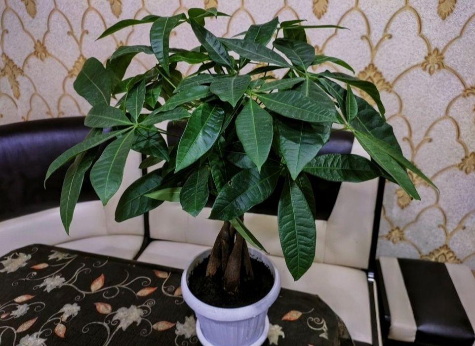 Комнатные растения. Доставка