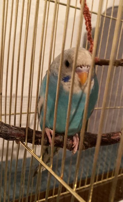 Рас ми оодллораа