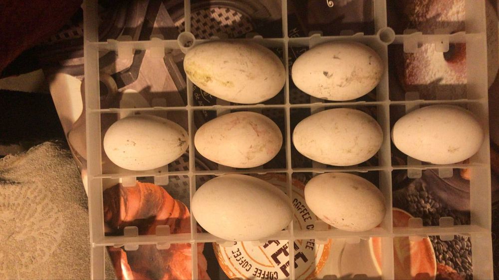 Oua de gâscă Holmogor