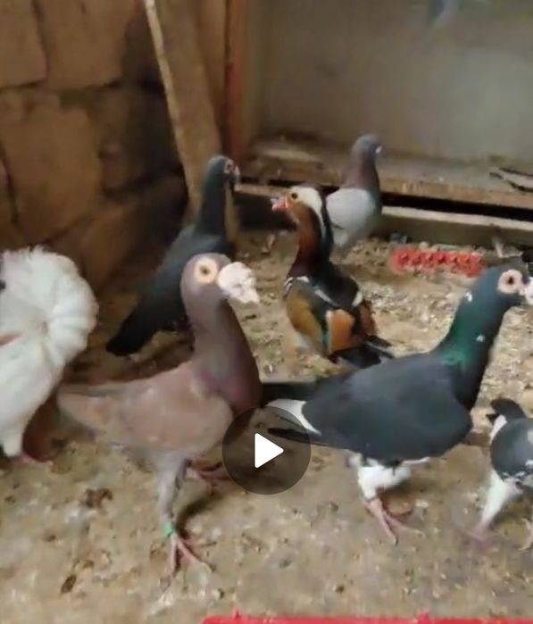 Продам голубей драконов пр