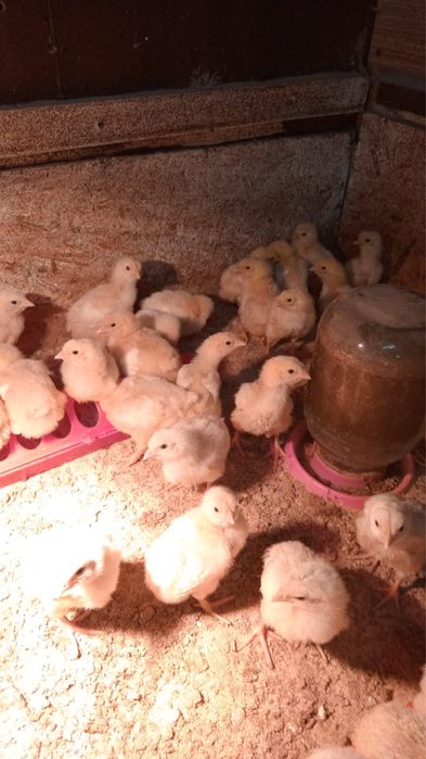 инкубатор для яиц