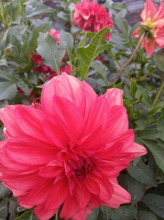 георгина клубни для посадки