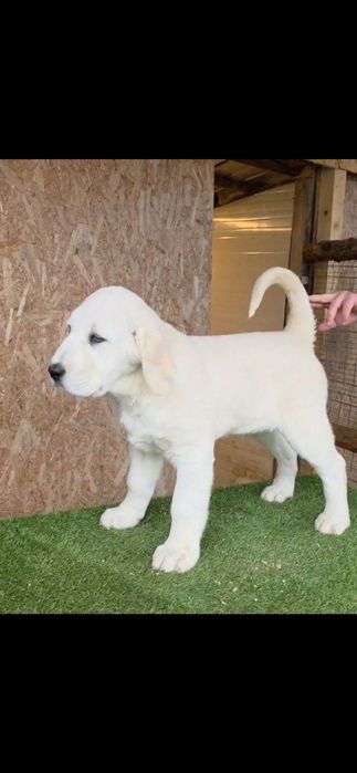 Mascul Ciobănesc de Asia Centrală