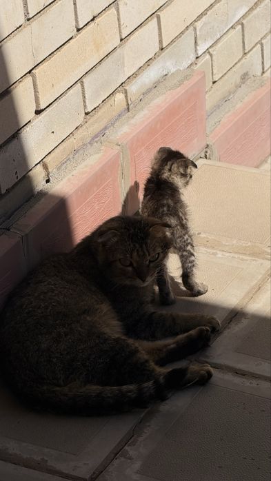 Вислоухие котята