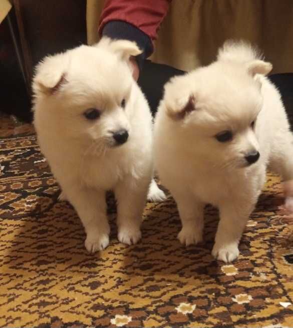 Мини шпиц-пумеран