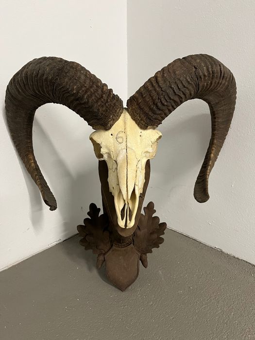 Трофеи от муфлони