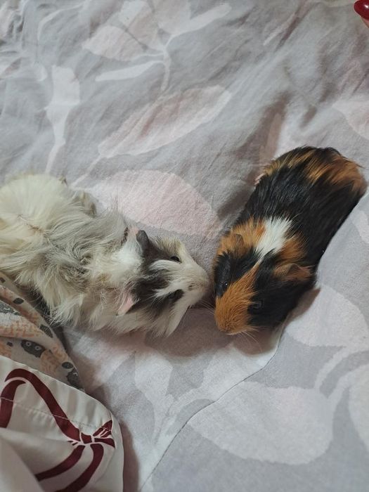 Подарявам две морски свинчета!