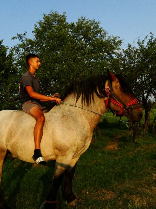 Armasar de vânzare 3 ani