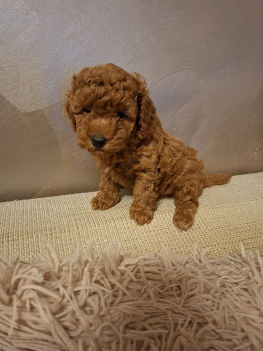 Той пудел на два месеца