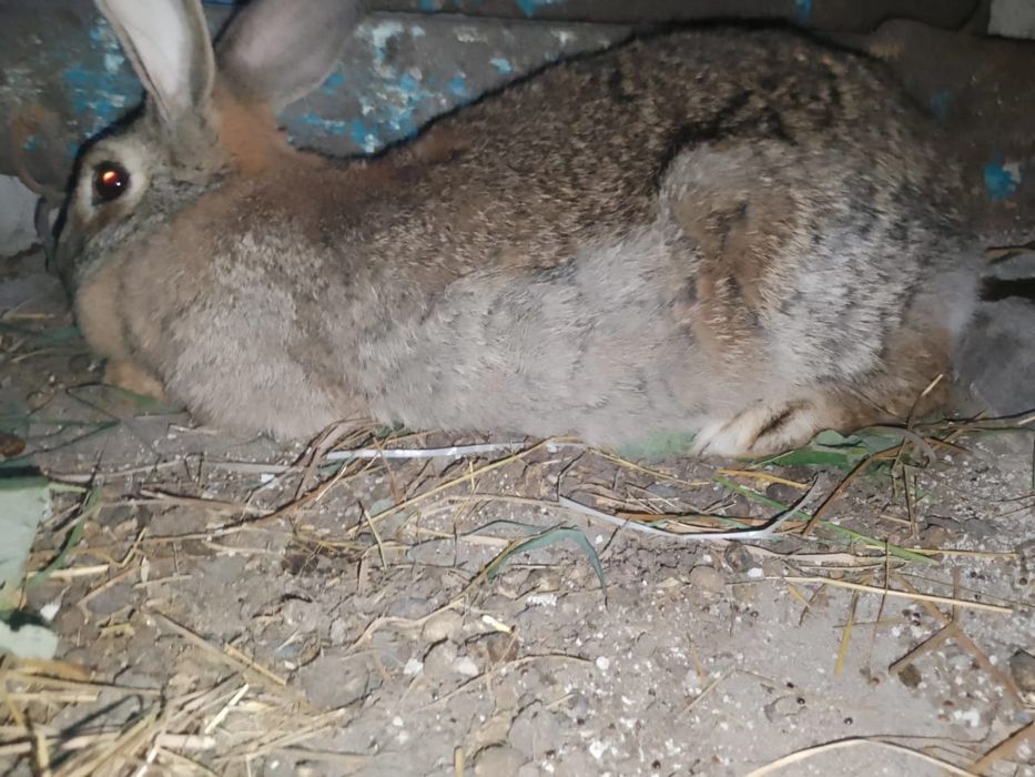 Продам или отмен на телефон