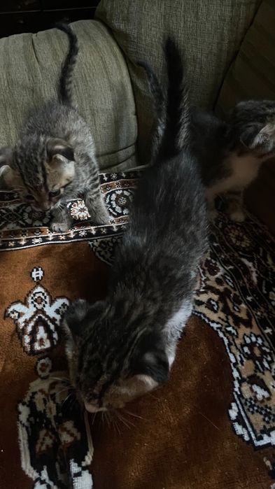 Отдам котят в добрые руки