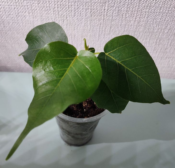 Фикусы-комнатные растения