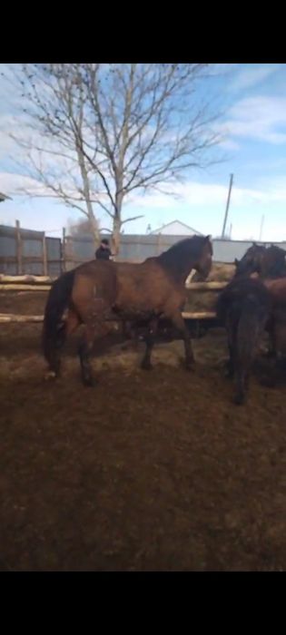 Дөнен, тай сатылады