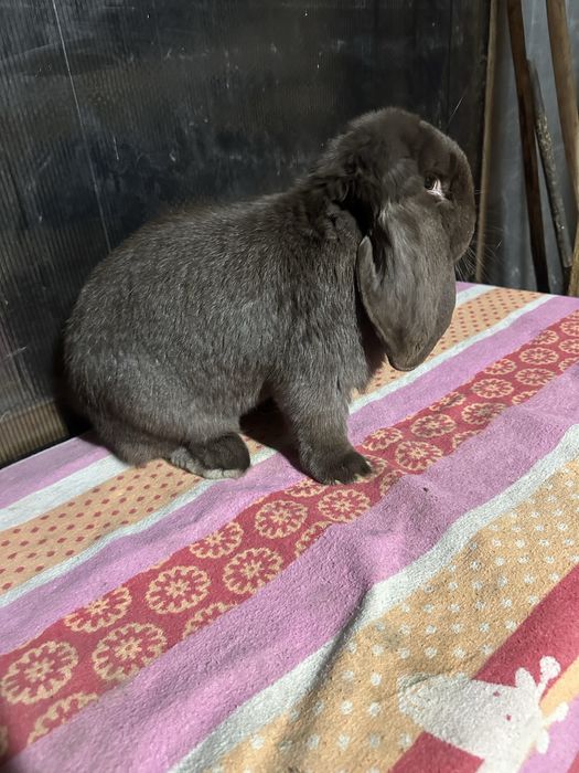 Iepuri berbec german