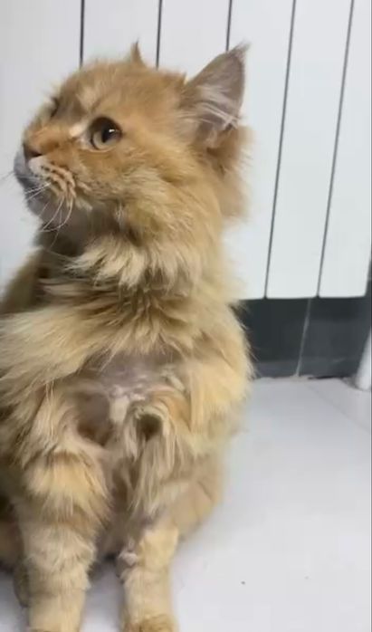 Отдам Кота помесь Мейн кун