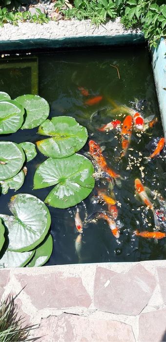 Кометы / Шубинкины