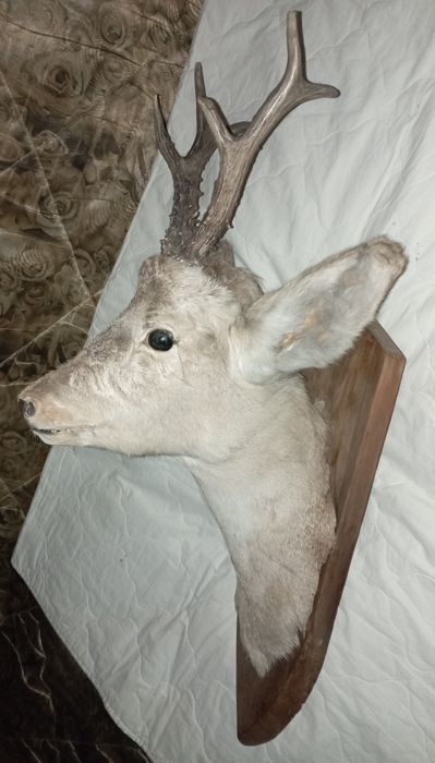 Чучело головы косули