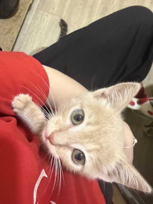 отдаю в добрые руки котенка