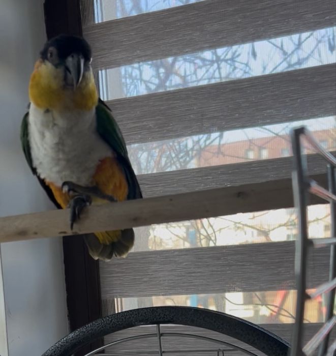 Vand papagal Caique