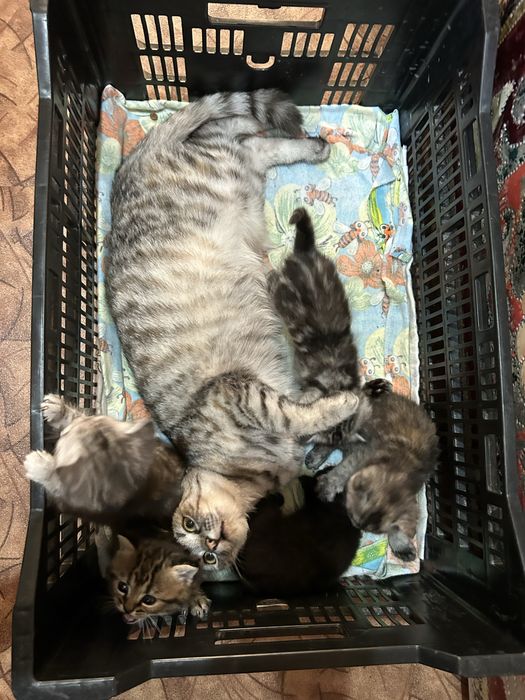 Отдам котят в добрые руки !