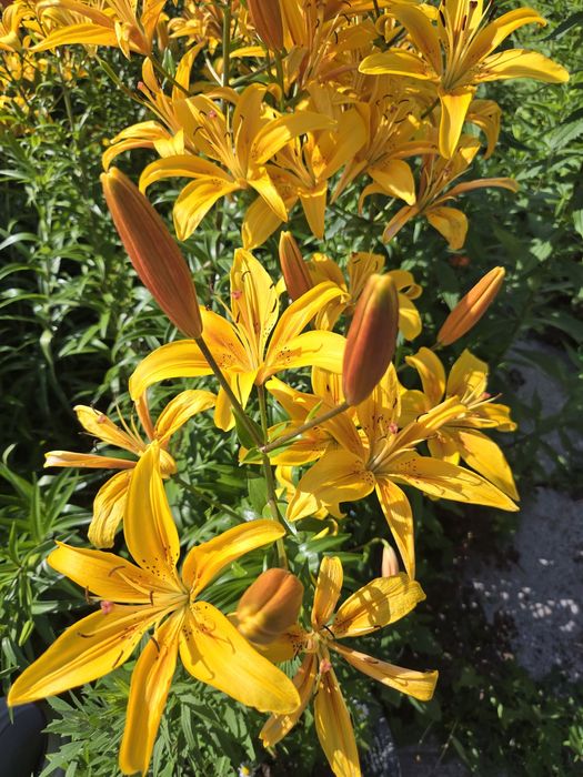 Продам ухоженную дачу