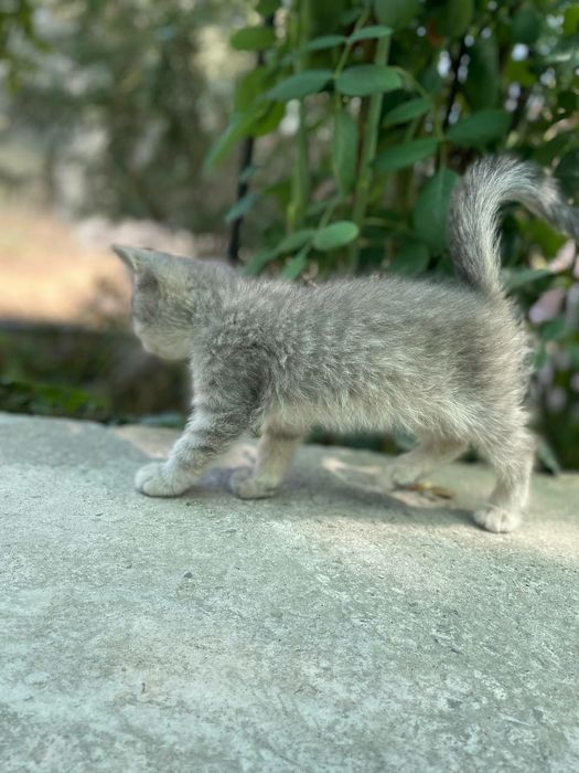 Scottish strayt серебристый табби