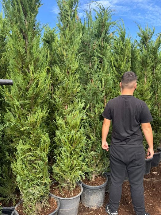 Palmier  cycas  tuia leilandii