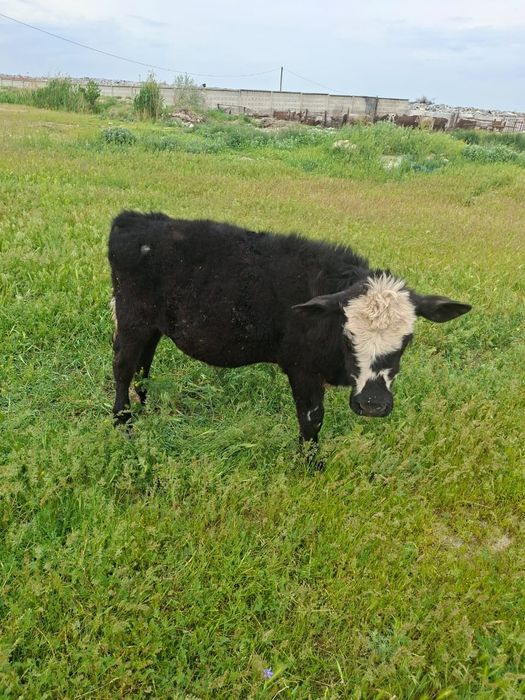 Миккимаус 7 айлық