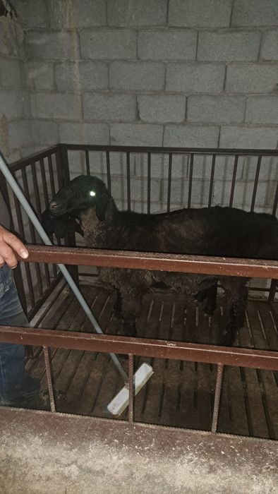 Байланған қой сатылады