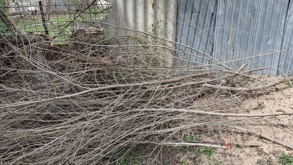 Бесплатно дрова в любое время самовывоз