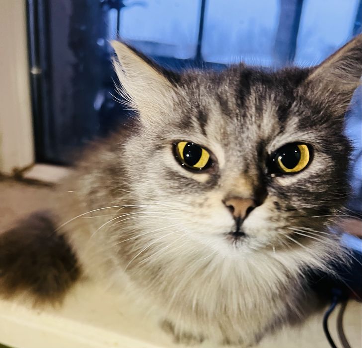 Отдам кошку британка