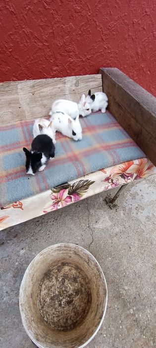 Iepurași Mini Toy de companie